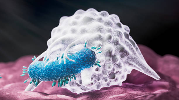 istock Phagocytosis Macrophage engulfing bacteria 2164697968