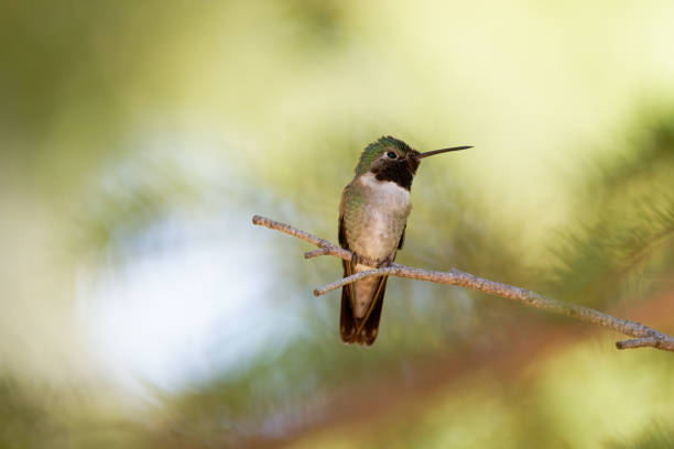 istock Male Hummingbird on a Tiny Branch 2164698212