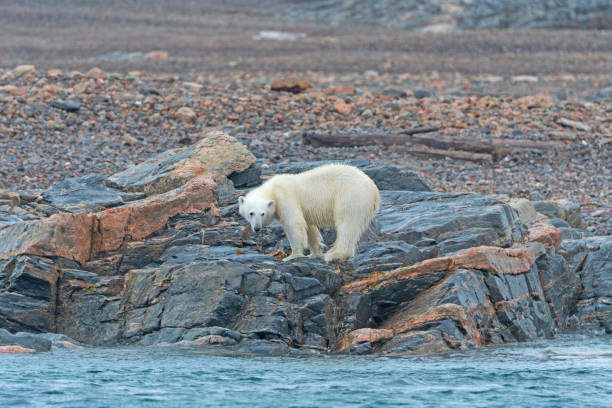 istock Polar Bear on a Lonely Arctic Shore 2164698346