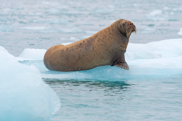istock Grizzled Walrus Sitting on an Iceberg 2164698351