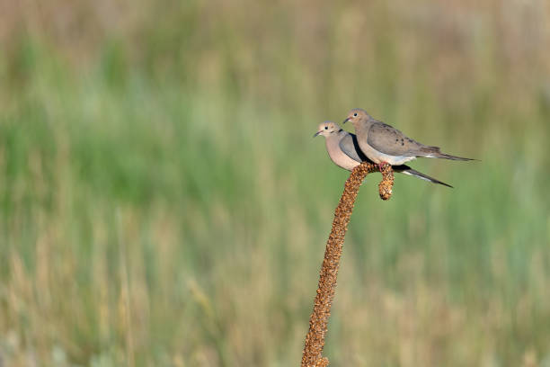 A pair of Mourning Doves perched on a lone stick in a meadow