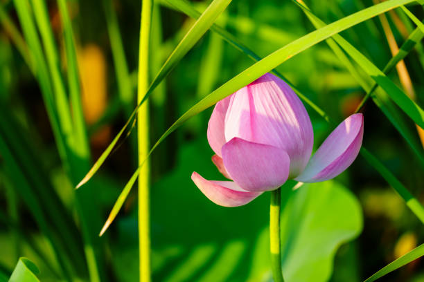 Being marked by its delicate, symmetrical form and charming colors, the lotus flower is also remembered by its meanings and symbolism in many cultures. Its elegant form and symbolic richness have inspired countless artists, poets, and calligraphers for centuries, which is definitely the representative of Chinese beauty.