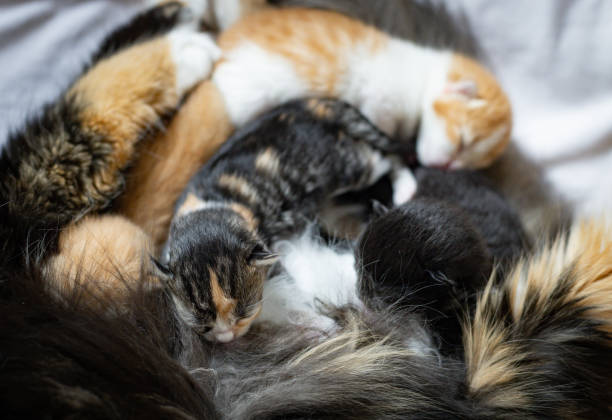 istock A newborn kitten drinks milk from its mother. 2164699814