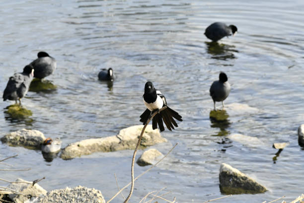 A magpie sitting on a steel stick by the water. After that, there are Eurasian coots resting in the water.