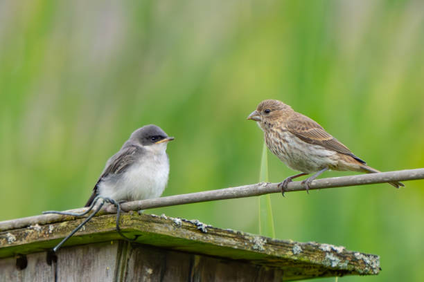 istock Fledgling Tree Sparrow and House Finch Size Each Other Up 2164703827