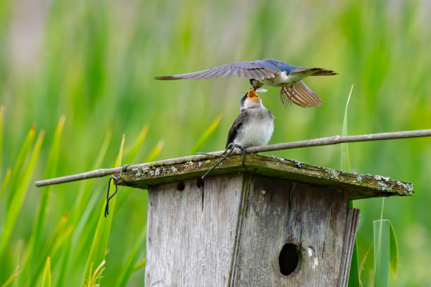 istock Tree Swallow Feeds Fledgling at Marsh Birdhouse 2164703829