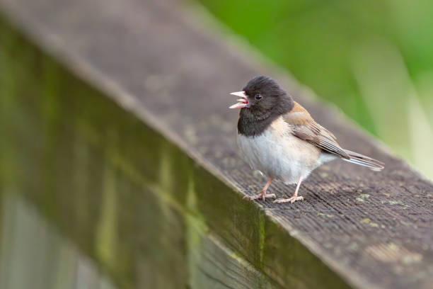 istock Dark-Eyed Junco Sings on a Fence Rail 2164703837