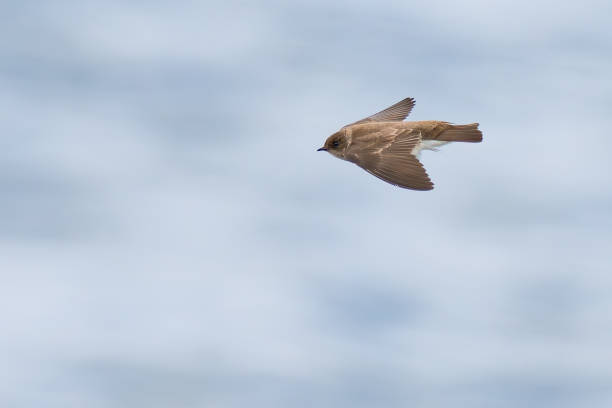 istock Northern Rough-Winged Swallow in Flight on a Sunny Day 2164703845