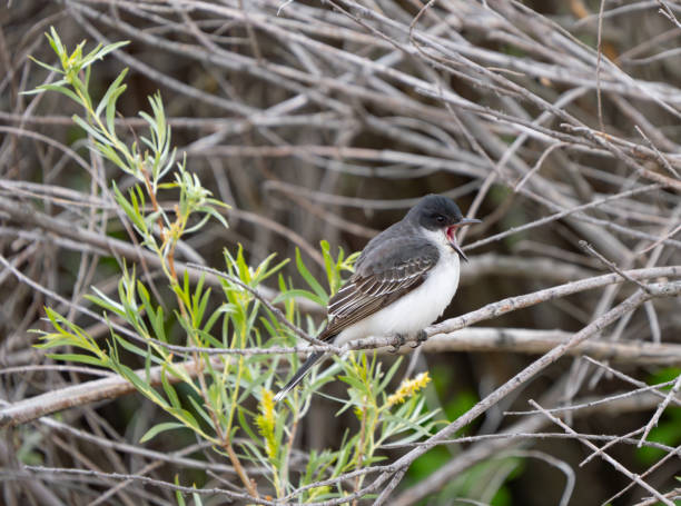 istock Eastern Kingbird Rests Between Insect Hunts 2164703851