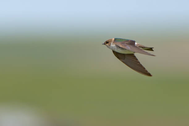 istock Violet Green Swallow in Flight on a Sunny Day 2164703874