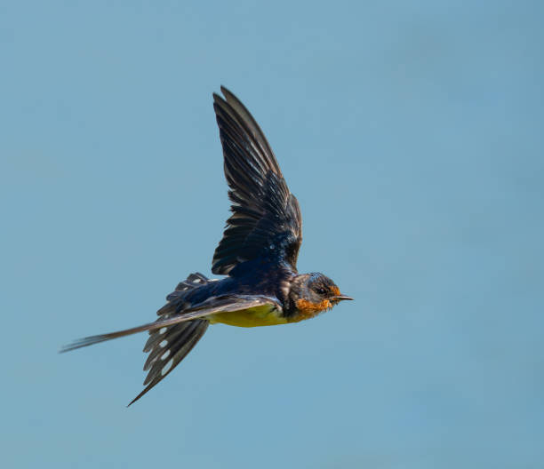 istock Graceful Barn Swallow in Aerobatic Flight 2164703905