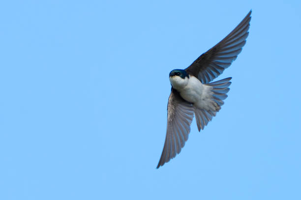 Graceful Tree Swallow in Aerobatic Flight