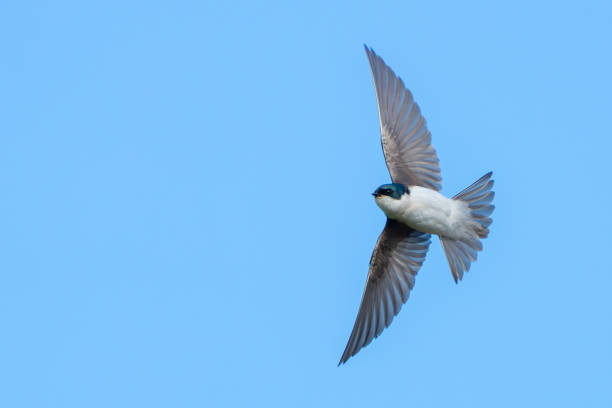 istock Graceful Tree Swallow in Aerobatic Flight 2164703920