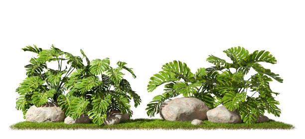 istock Tropics monstera jungle plants composition design on grass 3d rendering 2164705329