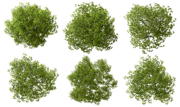 Top view jungle trees shapes collection cut out white backgrounds 3d render