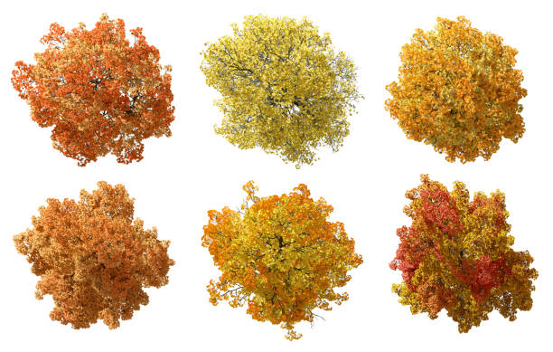 istock Birdeye view top autum large trees shapes isolate white backgrounds 3d render 2164705334