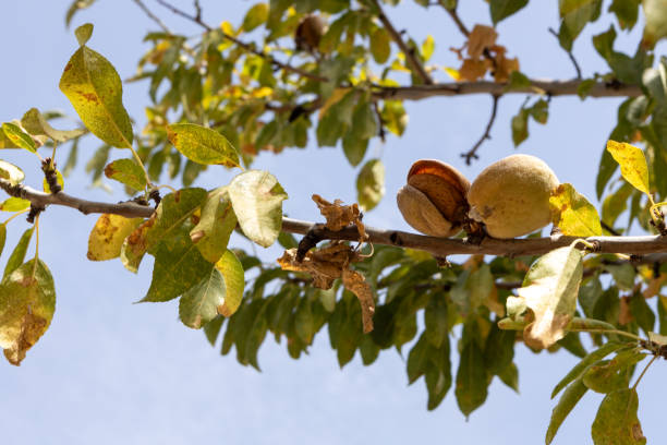 istock Close-up of Ripe Almonds on Tree Branch 2164705350