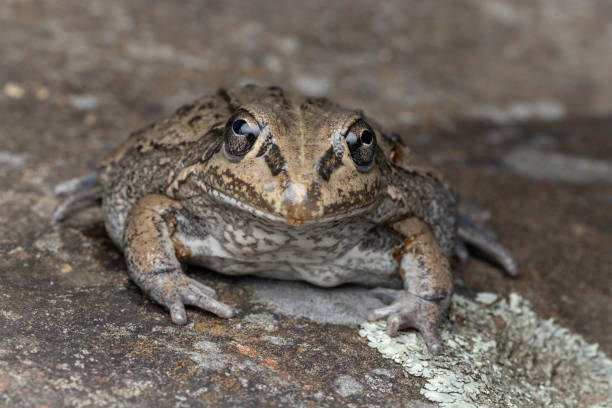 istock Australian Striped Burrowing Frog 2164705461