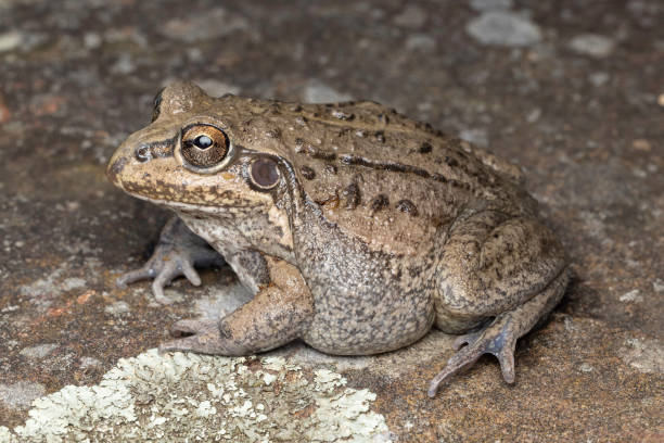 istock Australian Striped Burrowing Frog 2164705467