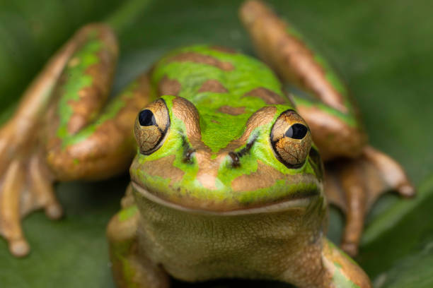 istock Green and Golden Bell Frog 2164705478