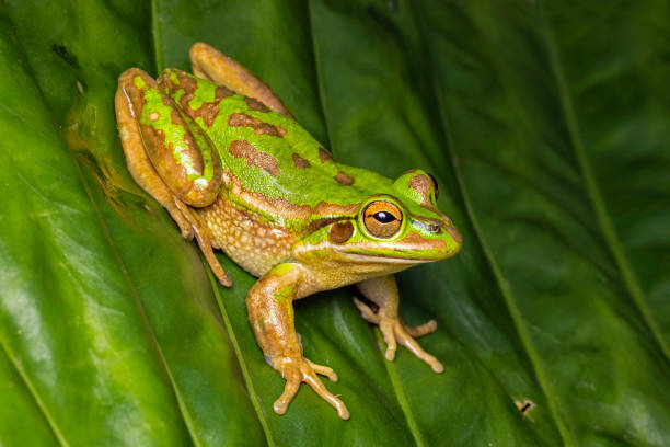 istock Green and Golden Bell Frog 2164705480