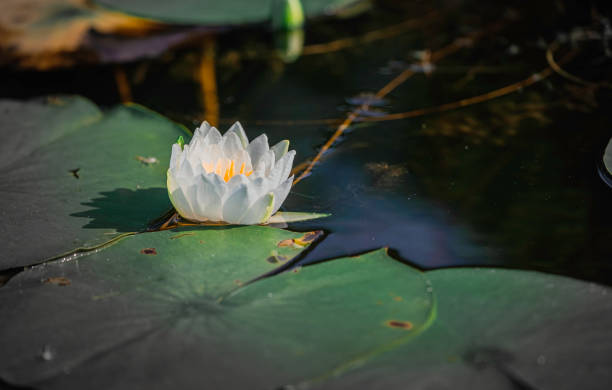 istock Serenity of the Lily Pond 2164705554