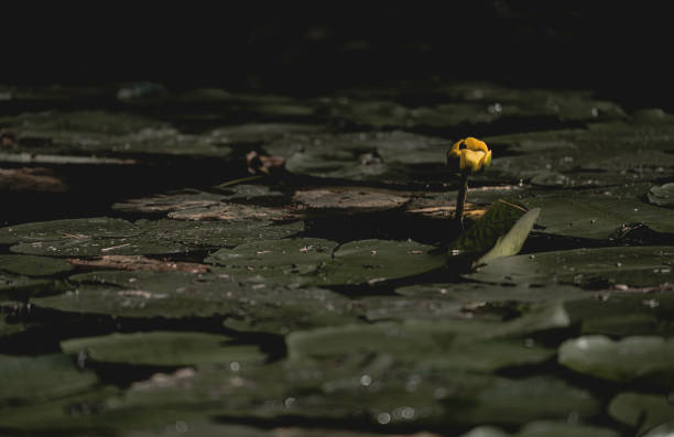 istock Serenity of the Lily Pond 2164705570