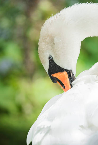 istock Swan Preening After the Storm 2164705632