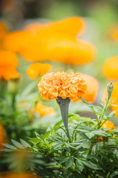 Vibrant close-up of yellow and orange flowers, showcasing their rich, warm hues and intricate details. The image captures the beauty and vivid colors of these blooms, making it ideal for use in projects related to nature, gardening, or floral design.