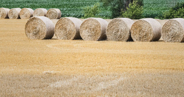 istock Hay Bales in a Sunny Field 2164705651