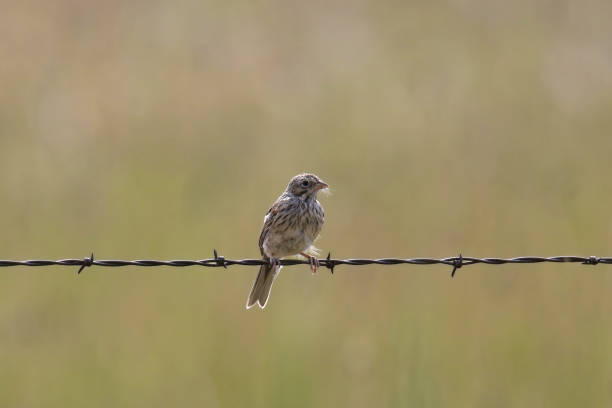 istock Vesper Sparrow (pooecetes gramineus) perched on a strand of barbed wire 2164707312