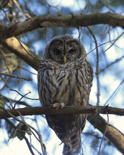 istock Closeup of a Barred Owl (strix varia) looking down from it's perched in a tree 2164707547