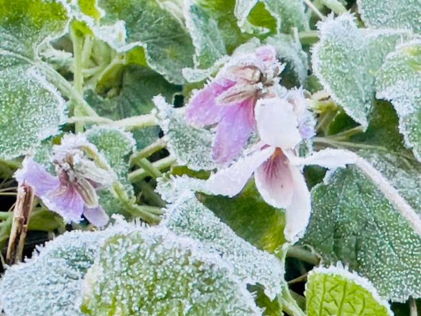 istock Frozen Garden Violet Plants 2164707761