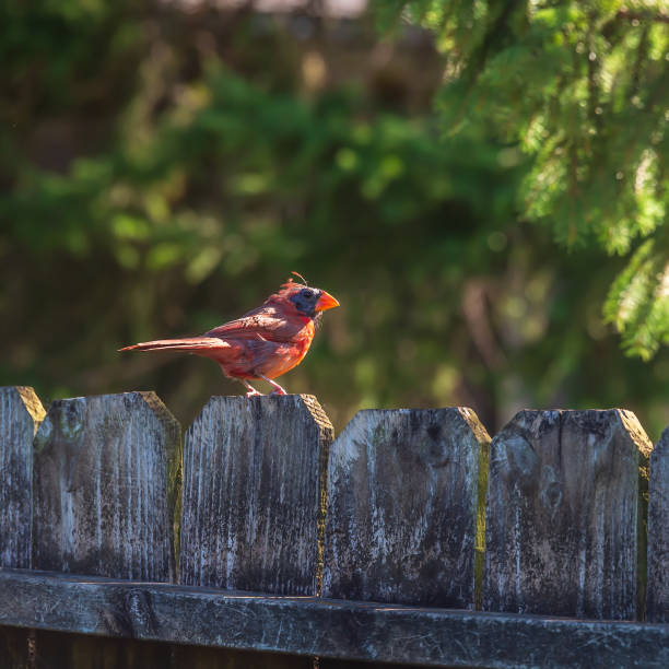 istock A cardinal perches on a wooden fence. 2164708016