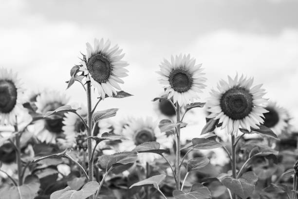 istock Sunflowers in the field and cloudy sky. monochrome image 2164708735