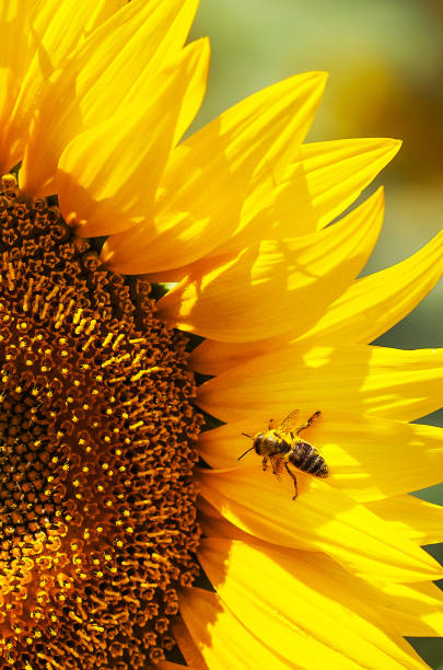 istock Sunflower, Honey bee (Apis mellifera) foraging on a sunflower 2164708757