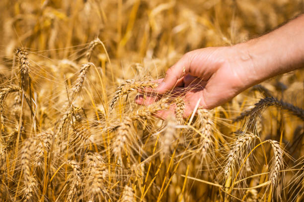 istock Wheat. Farmer's Hand Holding a Wheat Spikelet, Close-Up View 2164708867