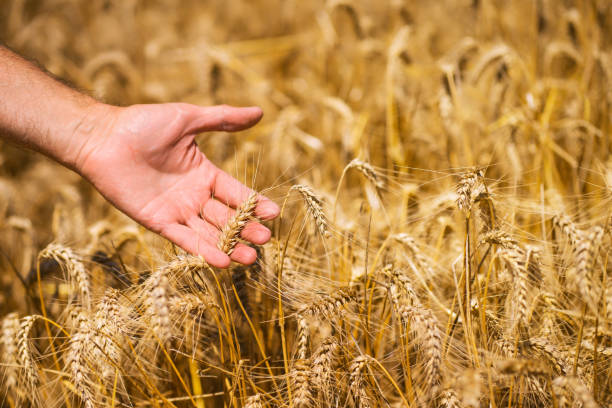 istock Wheat. Farmer holds wheat harvest ready spikelets in his hand 2164708871