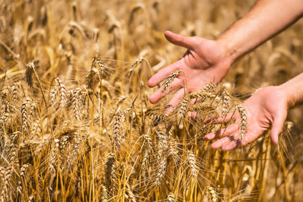 istock Holding a Wheat spikelets with both hands Late summer wheat cereal harvest. Agriculture and farming. 2164708882