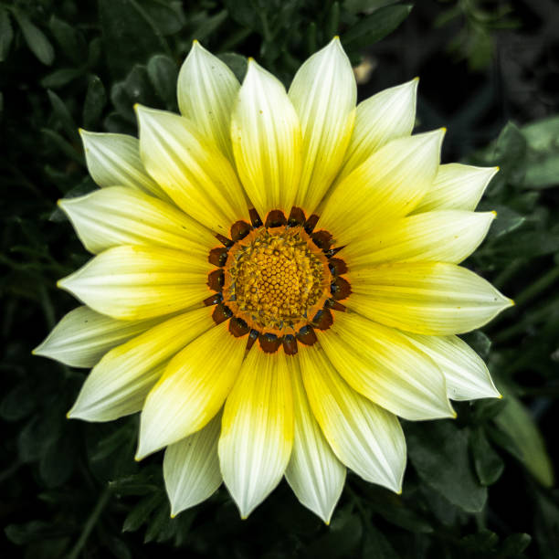 Vivid petals of white tulips with stunning yellow centers gracefully unfold amidst a lush garden, embodying the beauty and vibrancy of springtime. A nature-inspired capture with evocative details.