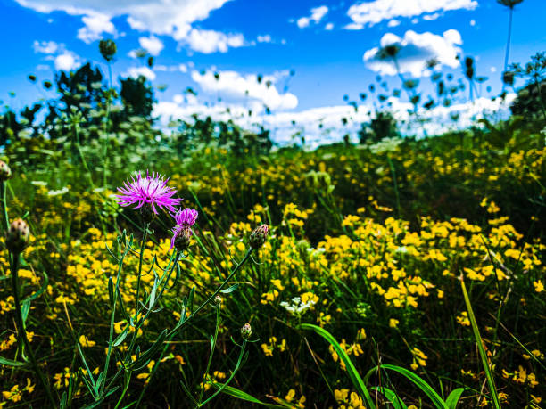 Meadow in summer