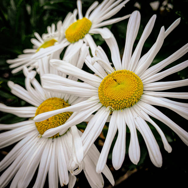 The bright white Montauk Daisy evokes the beauty of it's namesake on the Eastern End of Long Island. Simple yet beautiful.