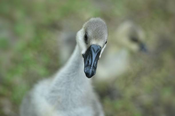 istock Animals and wildlife 2164710067