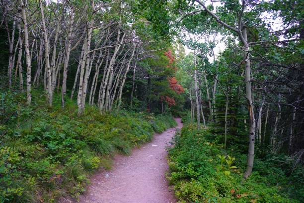 istock Swiftcurrent Trail Glacier National Park Montana 2164712037