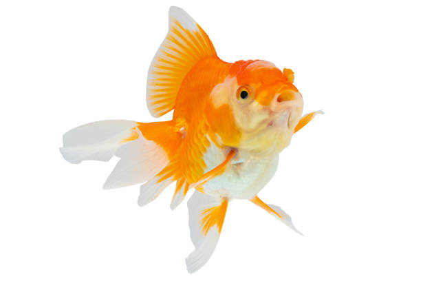 istock Oranda goldfish isolated on white background close up 2164712084
