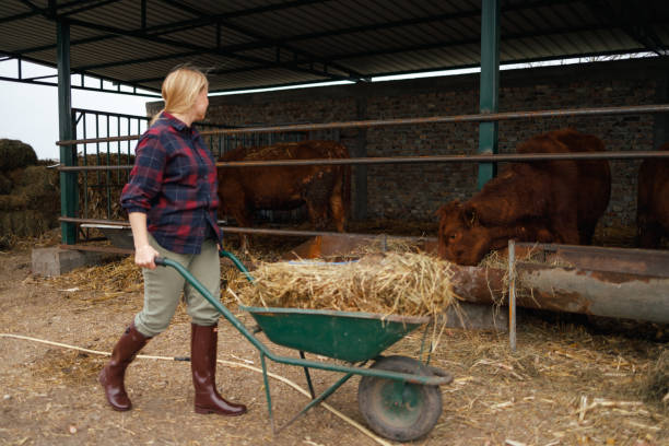 istock Daily Chores on the Farm 2164712199