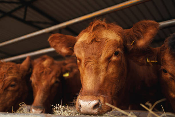 istock Cows Enjoying Their Meal 2164712212