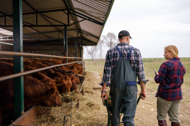 istock Feeding Time at the Cattle Shed 2164712215