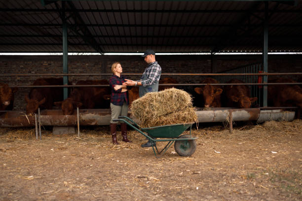 istock Feeding Time at the Cattle Shed 2164712216