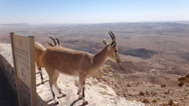 istock Israel - Negev Desert 2164712253